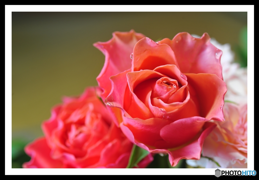 薔薇の花