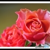 薔薇の花