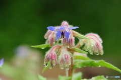 常盤公園の花壇