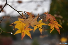 瑠璃光寺紅葉