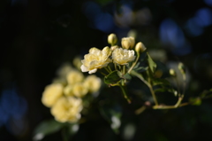 江汐公園に咲く