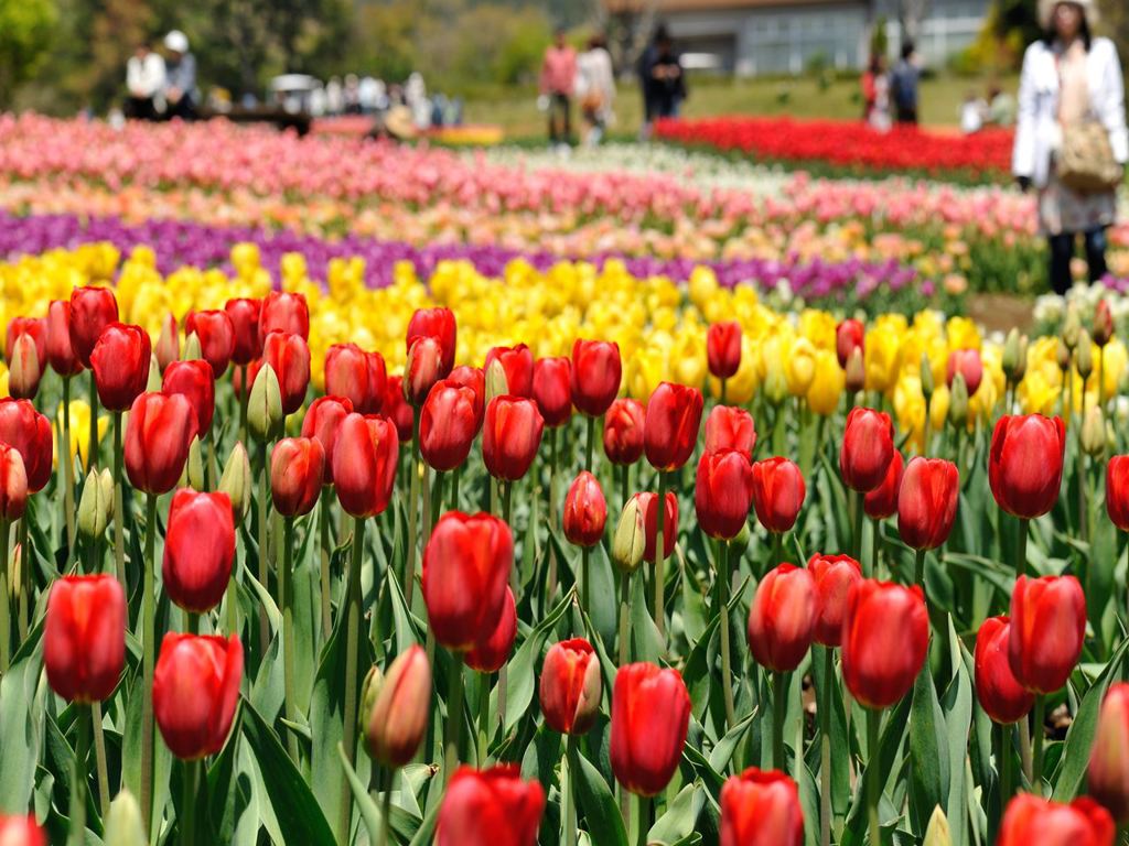 チューリップ畑