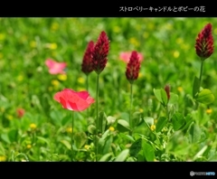 ストロベリーキャンドルとポピー