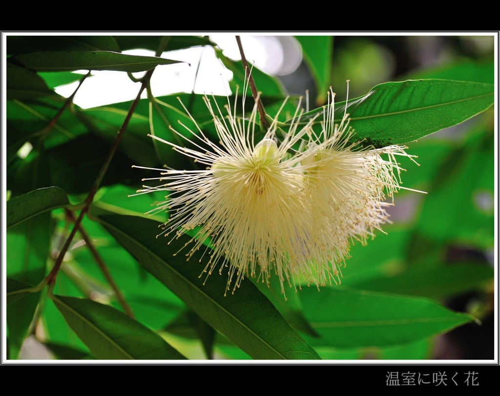 ときわミュージアムに咲く花？