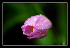 雨の中の散歩