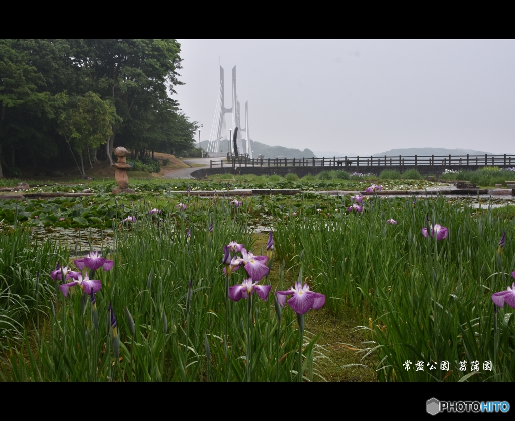 菖蒲園と白鳥大橋