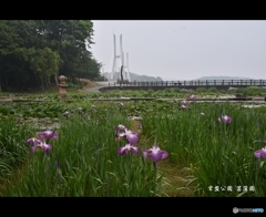 菖蒲園と白鳥大橋