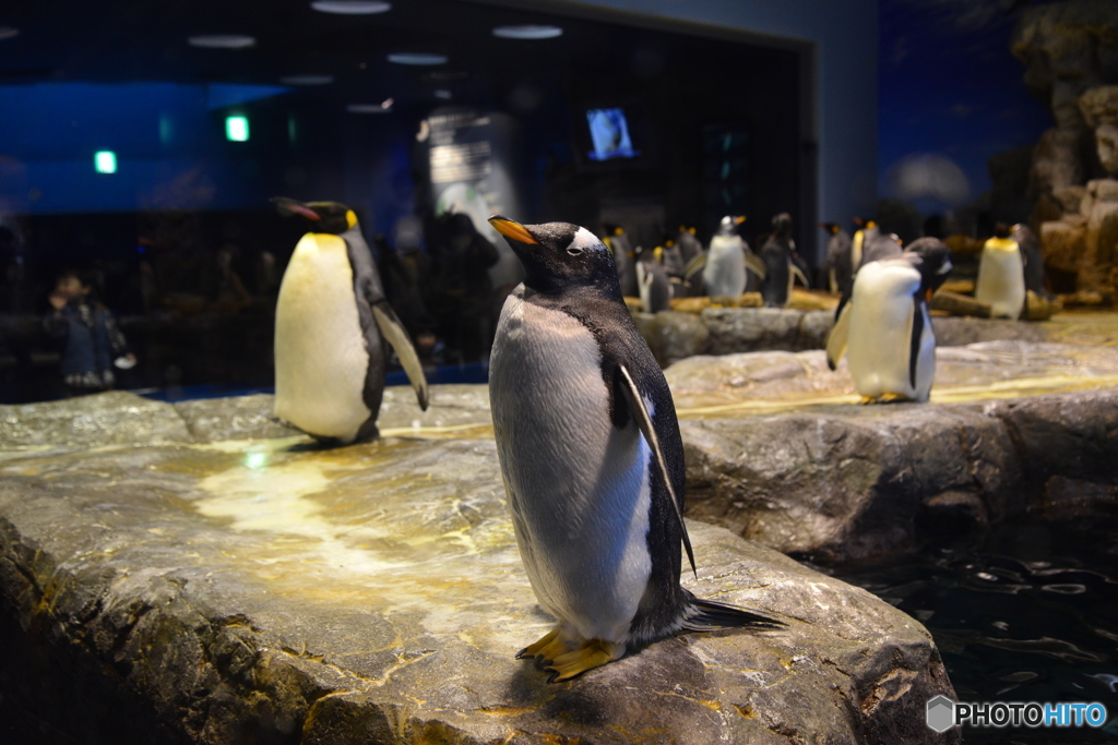 本物です。海響館 ペンギン