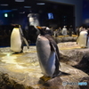 本物です。海響館 ペンギン