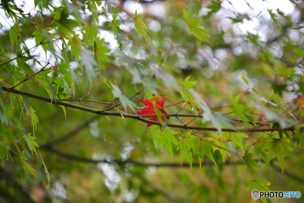 紅一点