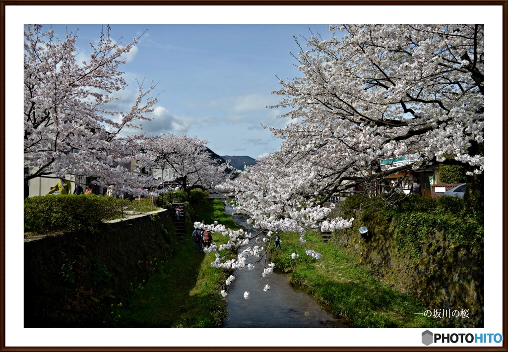 山口市一の坂川の桜