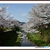 山口市一の坂川の桜