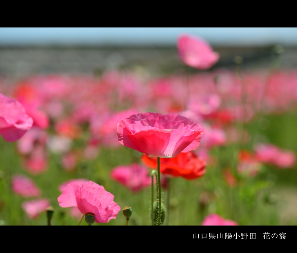 花の海のポピー畑