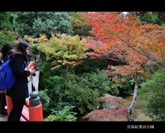 秋の宮島紅葉谷公園