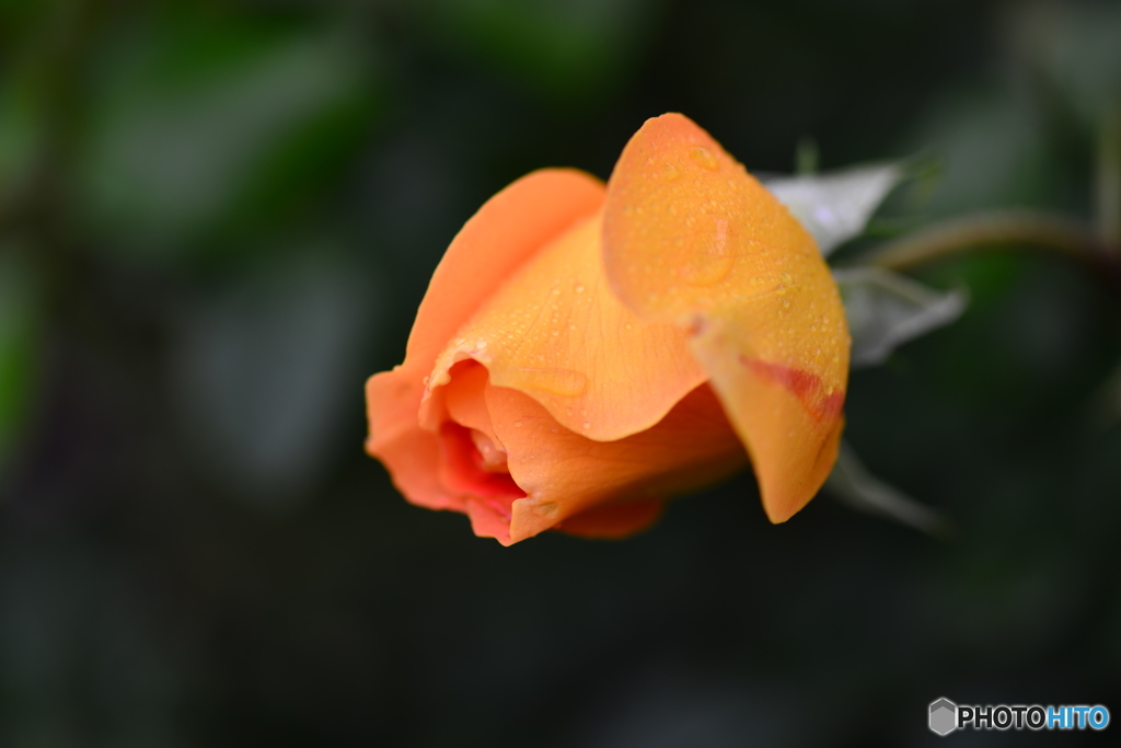 常盤公園のガーデンにも花が