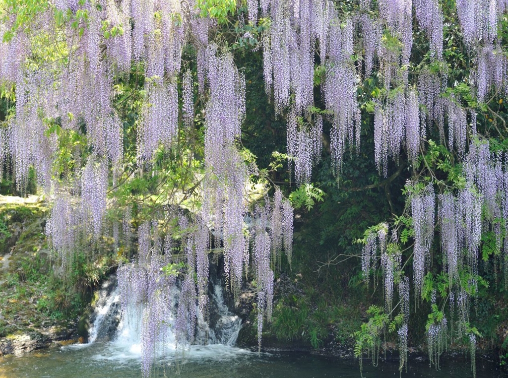 藤のカーテン