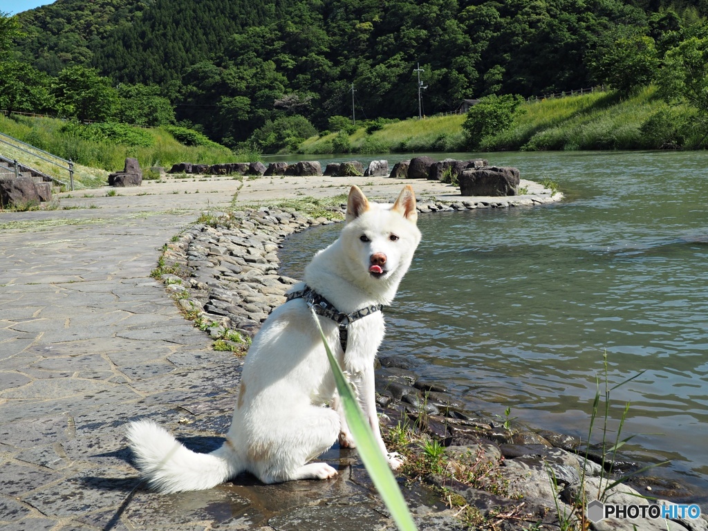 愛犬ロクの散歩