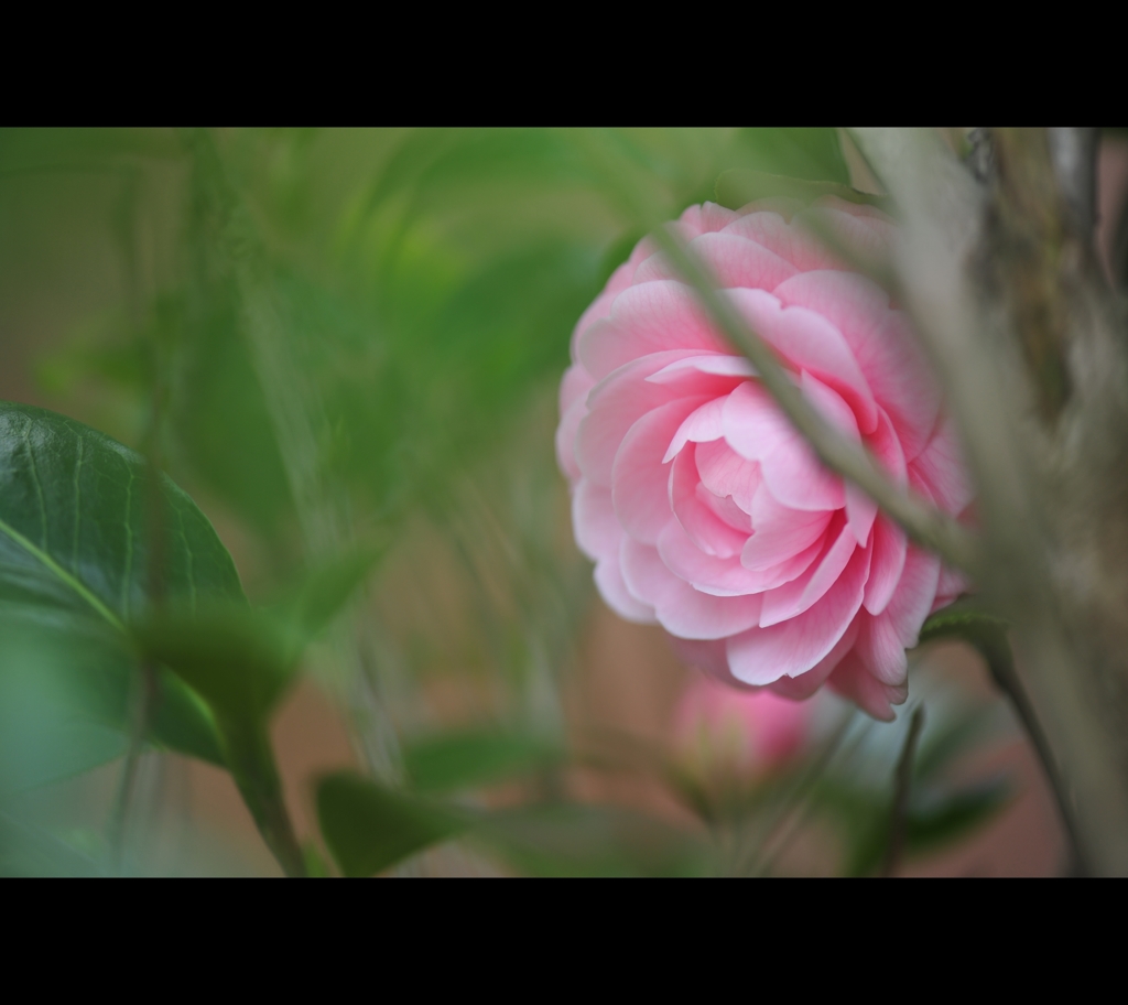 2015.3.21庭に咲く