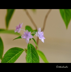 これでも紫陽花3