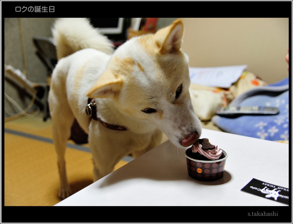 ロクの誕生日ケーキを