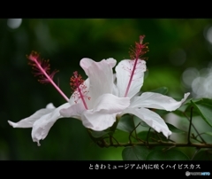温室