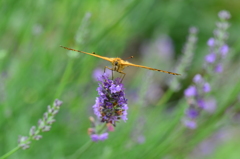 蝶にチャレンジ1