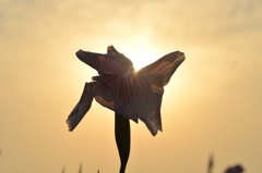 朝の常盤公園 菖蒲園