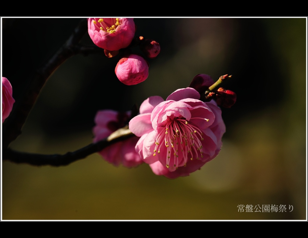 常盤公園梅祭り