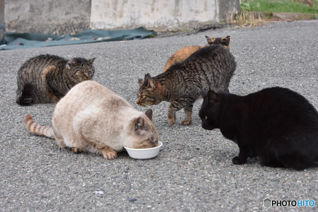 祝島猫島