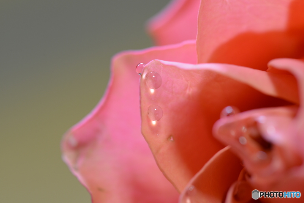 薔薇