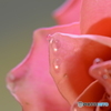 薔薇