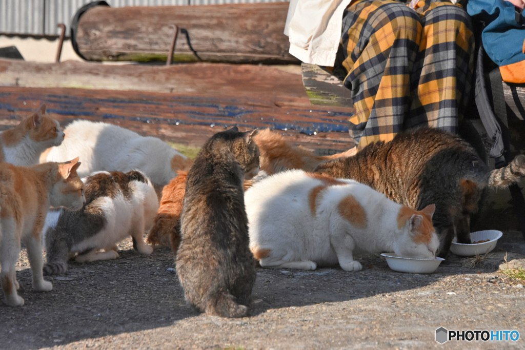 愛媛県青島の猫ちゃん