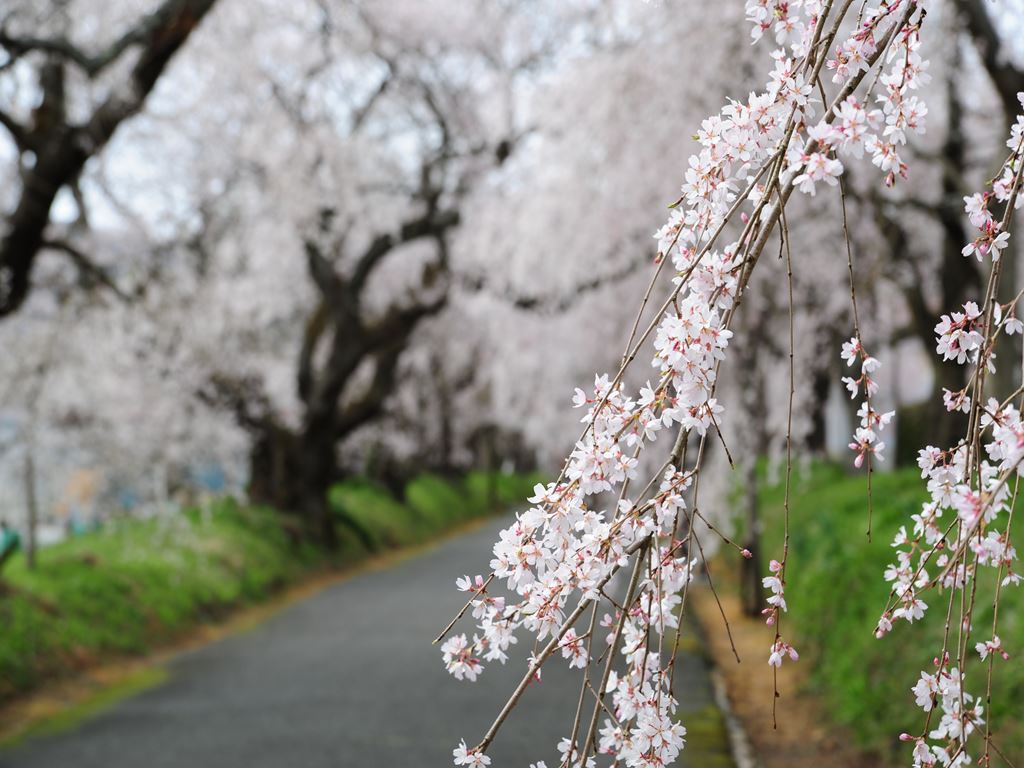 徳佐八幡宮しだれ桜