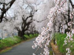 徳佐八幡宮しだれ桜