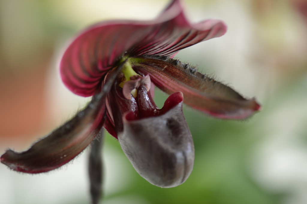 ときわミュージアム内に咲く蘭