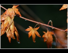 雨の中の散歩