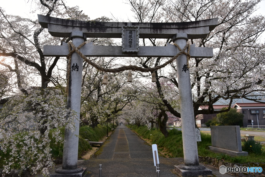 徳佐八幡宮しだれ桜