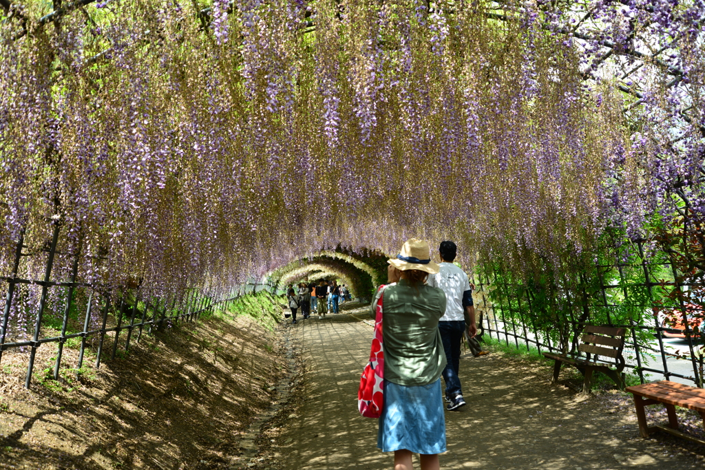 ピークを過ぎた河内藤園