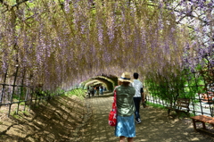 ピークを過ぎた河内藤園