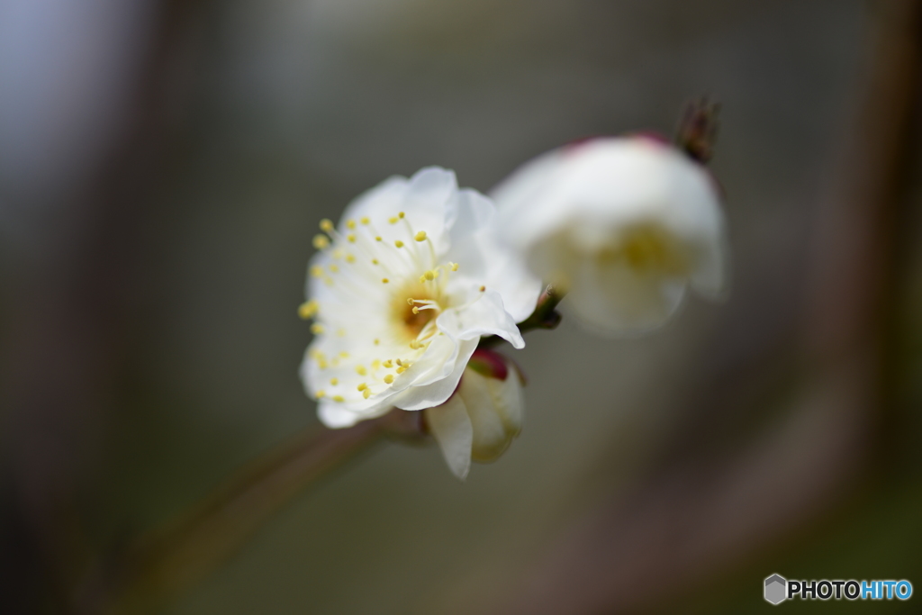 常盤公園にも梅の花が