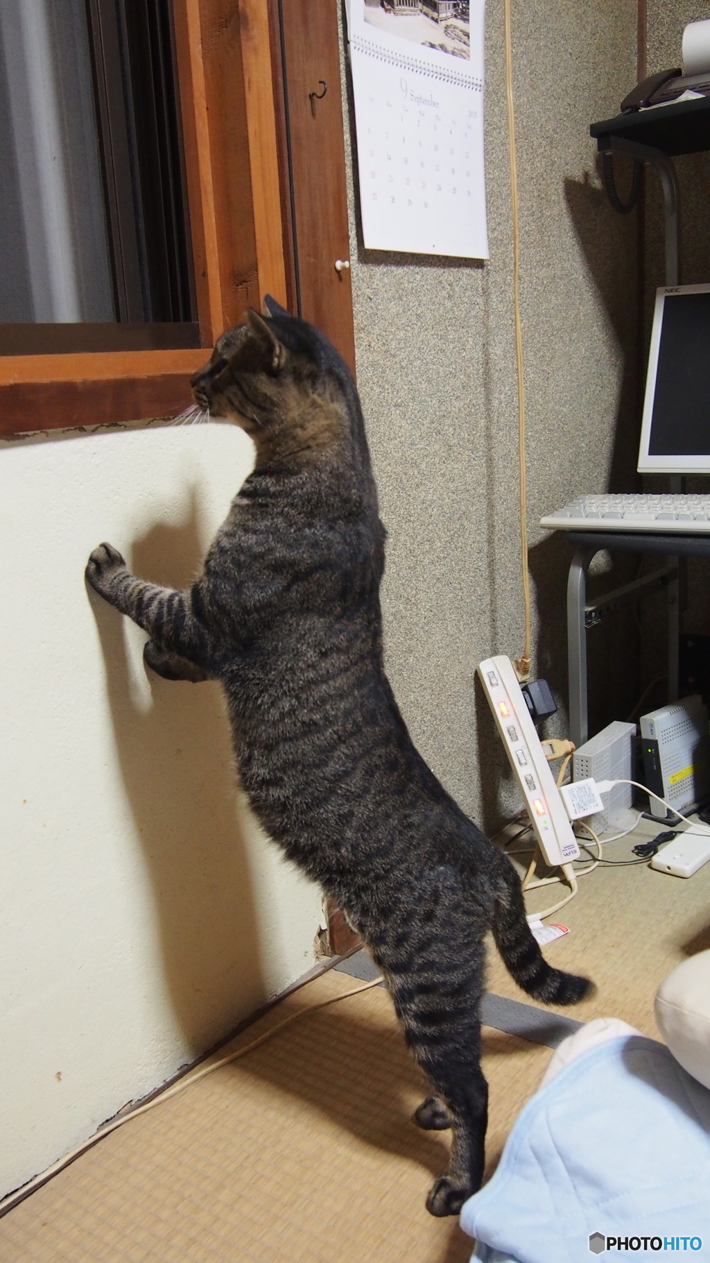 野良猫