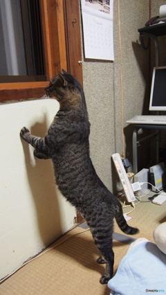 野良猫