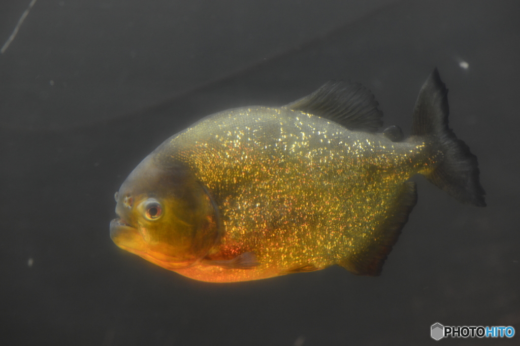 常盤公園にピラニアが