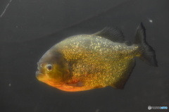 常盤公園にピラニアが