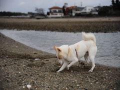 ここ掘れワンワン