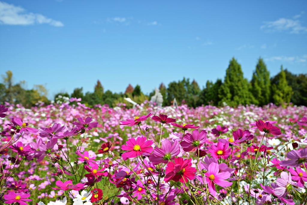 広島県庄原国営丘陵公園