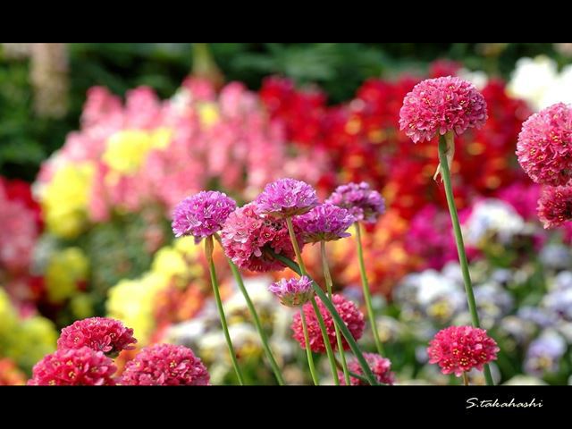 常盤公園の花