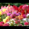 常盤公園の花