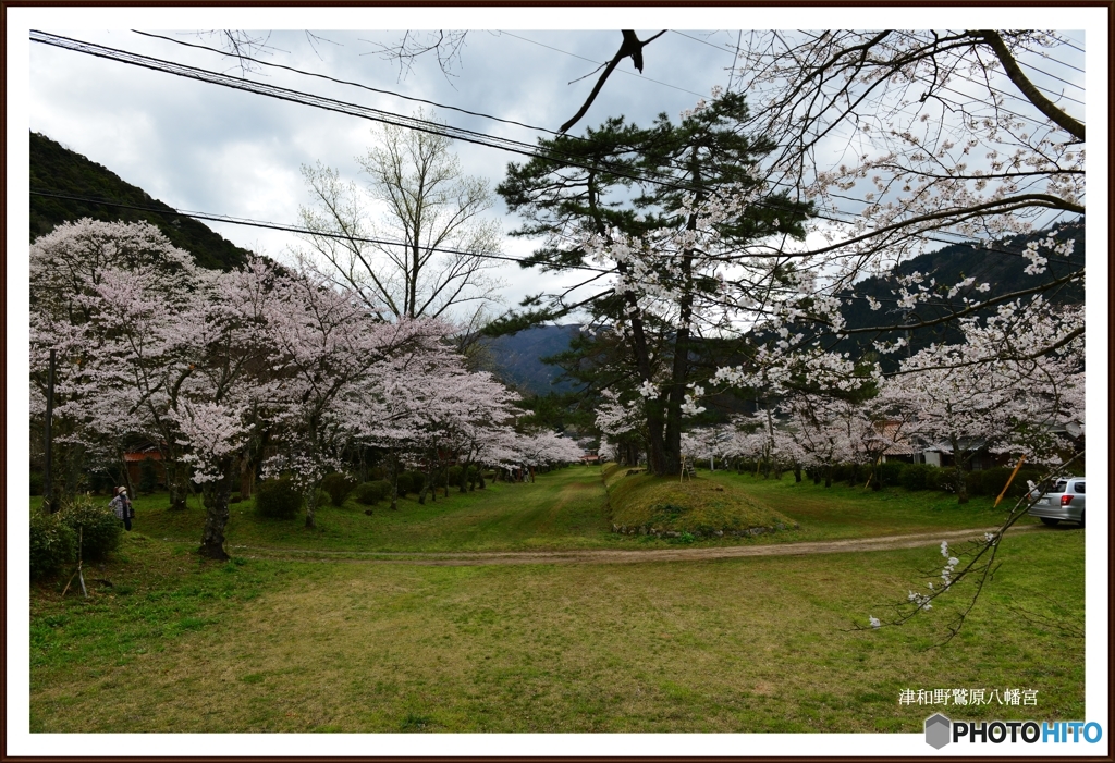 鷲原八幡宮の桜