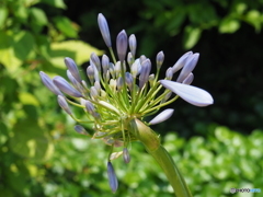 常盤公園の花壇に咲いていた花